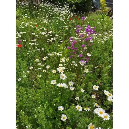 With Private Garden * Friedrichsbrunn